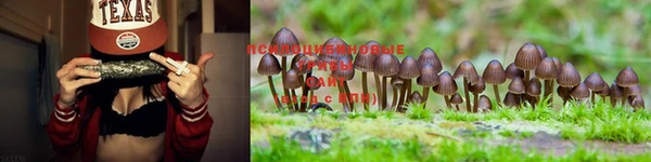 PSILOCYBIN Осташков